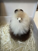 Coffret Cadeau Homme – Écharpe Noire & Peluche d’Alpaga (20 cm) – Image 3